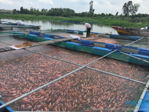 Cồn Sơn - Làng Bè Cá - Làm Bánh Dân Gian Nam Bộ - Xem Cá Lóc Bay - Hát Tài Tử Trên Sông